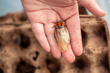 Madagascar Hissing Cockroach. A cockroach sits on a man's hand close-up. Exotic pet, tropical insect.