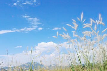 White Pampas Grass and Cloudy Blue Sky in Serenity