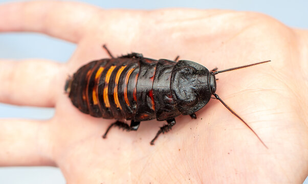 Madagascar Hissing Cockroach. A cockroach sits on a man's hand close-up. Exotic pet, tropical insect.