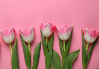 Fototapeta premium Beautiful tulips lay on pink background