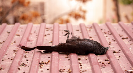 A dead bird lies on the roof with its paws up. Bird flu epidemic, infected raven fell and died.