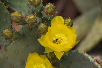 Bee in yellow Beavertail Cactus bloom, close-up
