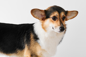 Pembroke Welsh Corgi portrait isolated on white studio background with copy space, purebred dog