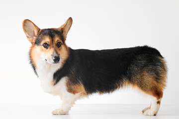 Pembroke Welsh Corgi portrait isolated on white studio background with copy space, purebred dog