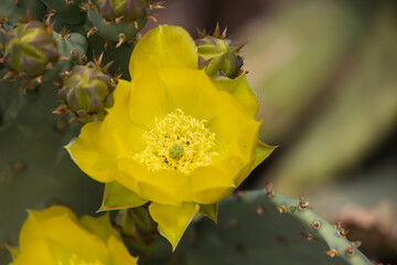Yellow Beavertail Cactus bloom, close-up
