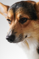 Pembroke Welsh Corgi portrait isolated on white studio background with copy space, purebred dog