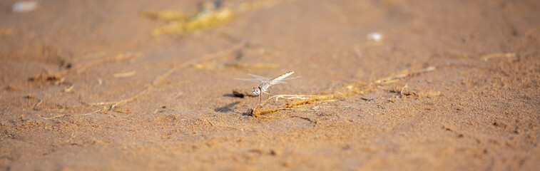 A dragonfly sits on the sand by the river. Beautiful nature scene with dragonfly outdoors, wildlife.