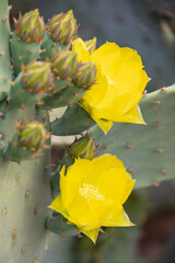 Yellow Beavertail Cactus blooms, close-up