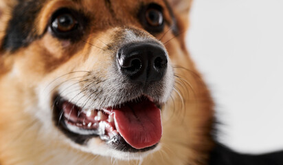 Pembroke Welsh Corgi on studio background, close-up portrait of dog muzzle