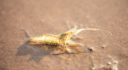 Live shrimp on the shore. The shrimp lies on the sand by the sea.