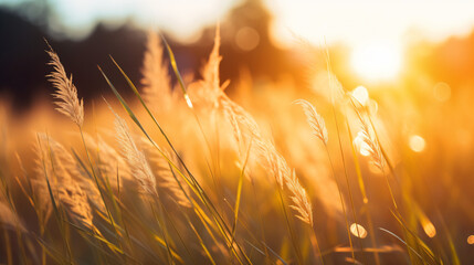 Grass Illuminated By Sun. Dusk Time. Grass In Sunset