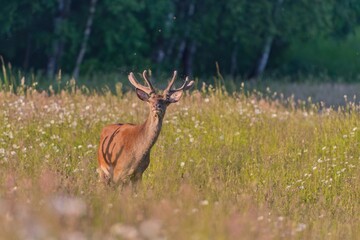 Naklejka na ściany i meble Red deer, cervus elaphus, with antlers growing in velvet, standing on the flowering meadow. Wildlife in summer.