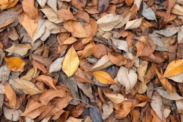 full-frame picture of dried, crumbling leaves