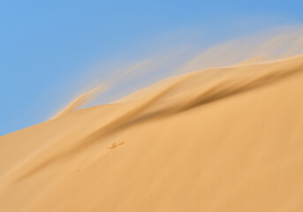 Fototapeta na wymiar The strong wind blows the huge dune