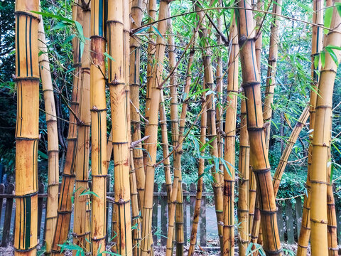 Golden Bamboo, Stripe Bamboo, Bambusa vulgaris var. striata Gamble.