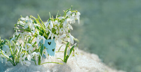 The first spring flowers, primroses and snowdrops in the melted snow. A bouquet of snowdrops in a small toy bucket.