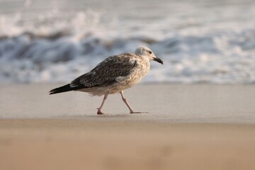 Seagull foraging on the beach. Animal background.