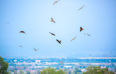 A flock of eagles flying over the city. Golden eagles in free flight. Wild birds of prey have gathered in a flock and are flying above the ground.