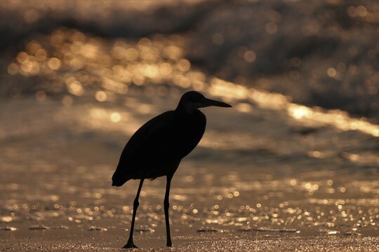 silhouette bird standing on the beach, Blur bokeh light background.