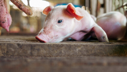 A week-old piglet cute newborn on the pig farm with other piglets, Close-up