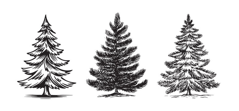 Christmas tree hand drawn illustrations	
