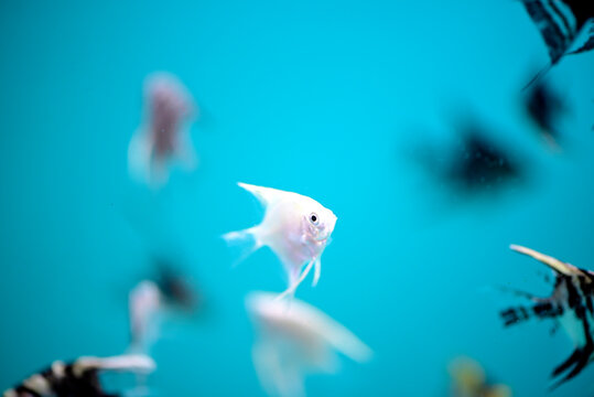 White fish swimming in water