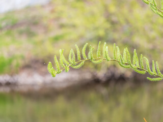 Nature awakes in spring. Blooming willow twigs and furry willow-catkins, so called seals or cats. Holly willow, Salix caprea, is a national symbol of Ukraine.
