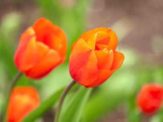 Colorful red tulips blossom in spring garden