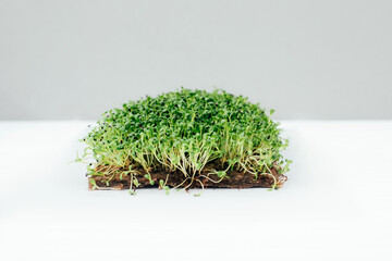 Home gardening. Greenery microgreens, basil on a linen rug on a gray background. Front view