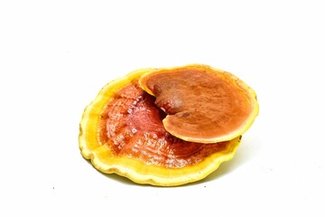 Reishi mushroom on white background