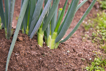 Onions in a garden on Sado Island in Niigata, Japan.