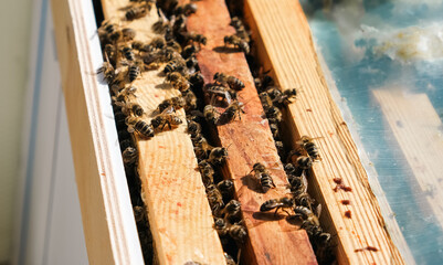 Fototapeta na wymiar bees in the hive