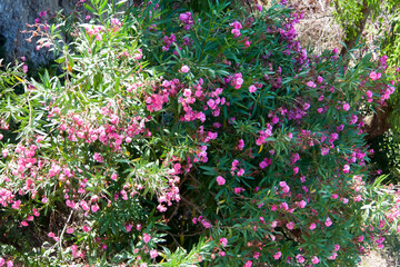 Beautiful pink flowers during sunny day, Corfu