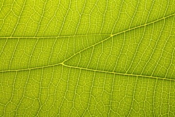 photo of sunflower leaf surface with fine hairs