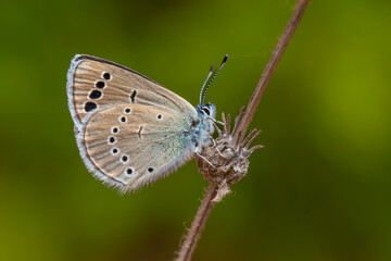 tiny brown butterfly on wings, Glaucopsyche astraea