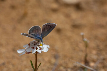 tiny brown butterfly on wings, Glaucopsyche astraea