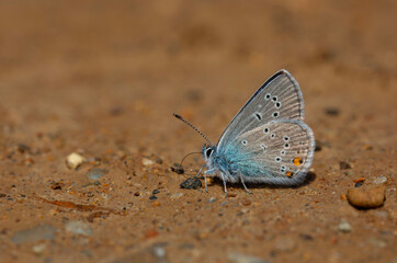 Fototapeta na wymiar tiny blue butterfly picking minerals from the ground, Greek Mazarine Blue, Polyommatus bellis