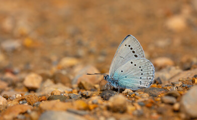 tiny blue butterfly picking minerals from the ground, Iolas Blue, Glaucopsyche lessei