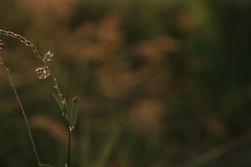 Grass on blur natural dark background. Selective focus.