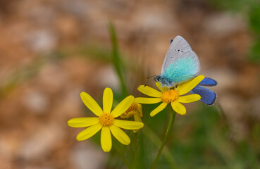 blue small butterfly on yellow flower, Green-Underside Blue, Glaucopsyche alexis