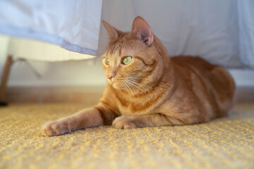 Beautiful orange cat with yellow green eyes looking aside resting on a rug carpet under the windows next to curtains. 