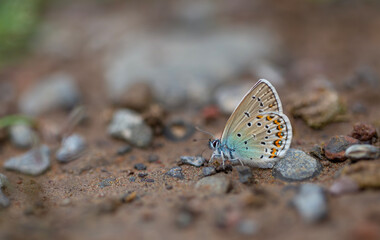 tiny blue butterfly picking minerals from the ground, Silver-studded Blue, Plebejus argus