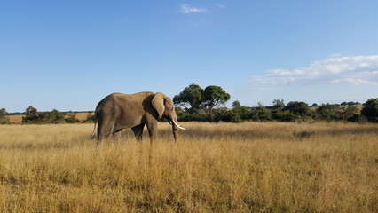 elephant in the savannah