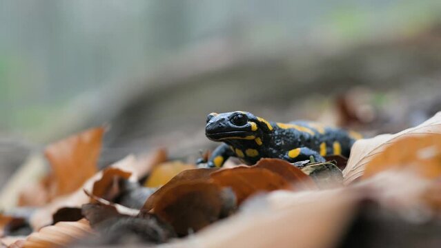 Spotted adult fire salamander in orange leaves in autumn forest. UHD 4k video