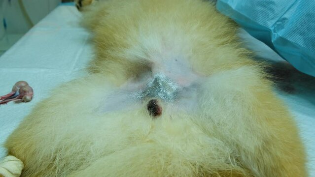 A dog after castration surgery lies on its back on the operating table. Close-up.