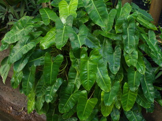 Philodendron “Burle Marx” or Philodendron Imbe. The leaves are heart-shaped, the leaves are pointed at the tips, leaves are thick, surface is smooth, shiny, and dark in color. 
