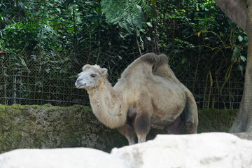 Camelus bactrianus, commonly known as the Bactrian camel, is a large, even-toed ungulate native to the steppes of Central Asia, particularly regions like Mongolia, China, Iran|雙峰駱駝