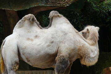 Camelus bactrianus, commonly known as the Bactrian camel, is a large, even-toed ungulate native to...