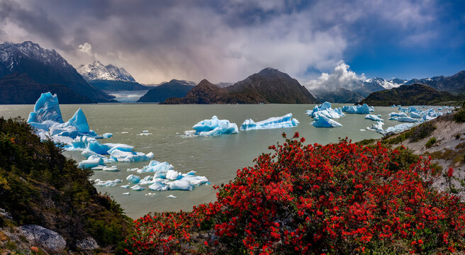 Chilean firebush and icebergs in Largo Grey with the Grey Glacier in the far distance. Torres del Paine National Park, Patagonia in southern Chile, South America.