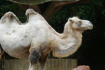 Camelus bactrianus, commonly known as the Bactrian camel, is a large, even-toed ungulate native to...